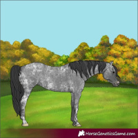 Horse Color:Blue Ice Roan  and Blue Ice Roan 