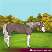 Horse Color:Silver Black Splash
