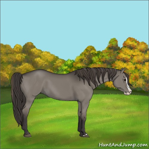 Horse Color:Smoky Grullo Splash 