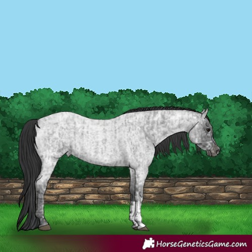 Horse Color:Blue Ice Roan  and Blue Ice Roan 