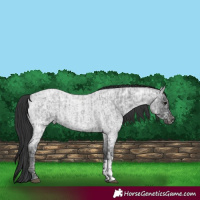 Horse Color:Blue Ice Roan  and Blue Ice Roan 