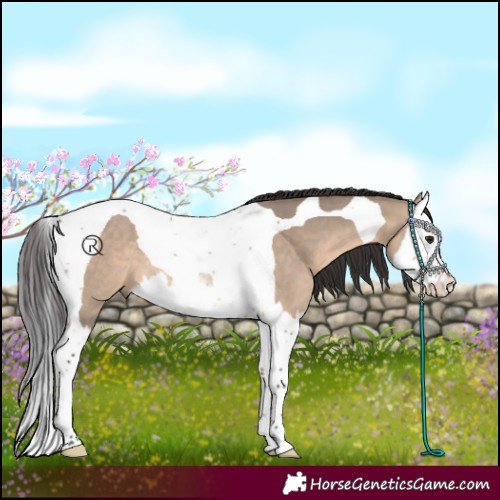 Horse Color:Brown Dun Splash Tobiano Rabicano