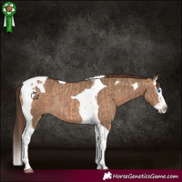 Horse Color:Red Dun Splash Tobiano Rabicano  and Liver Red Dun Splash Tobiano Rabicano 