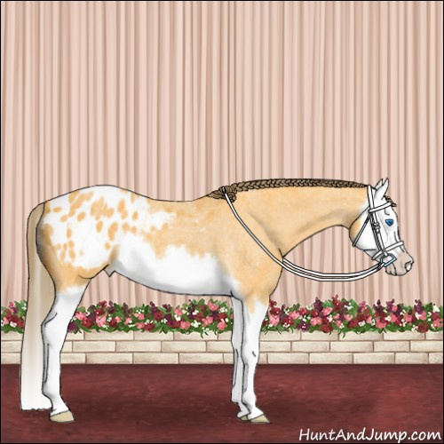 Horse Color:Buckskin Roan Splash Appaloosa 
