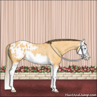 Horse Color:Buckskin Roan Splash Appaloosa 
