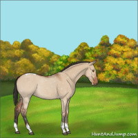 Horse Color:Bay Dun Tobiano Rabicano 