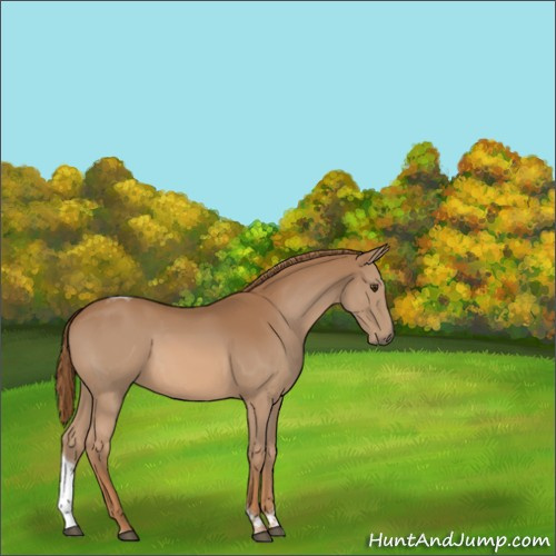 Horse Color:Chestnut Tobiano Rabicano