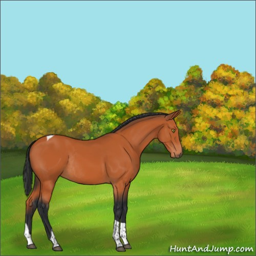 Horse Color:Bay Tobiano Rabicano 