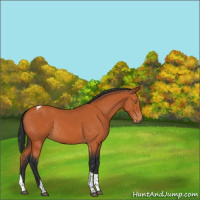 Horse Color:Bay Tobiano Rabicano 