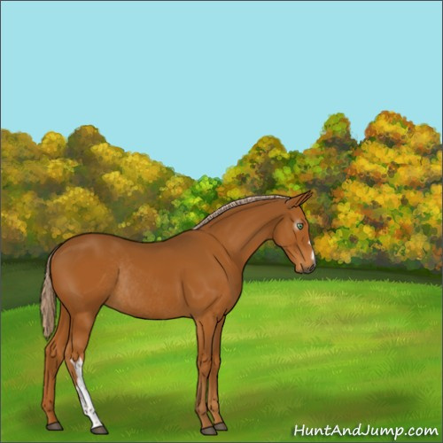 Horse Color:Gray Palomino Rabicano