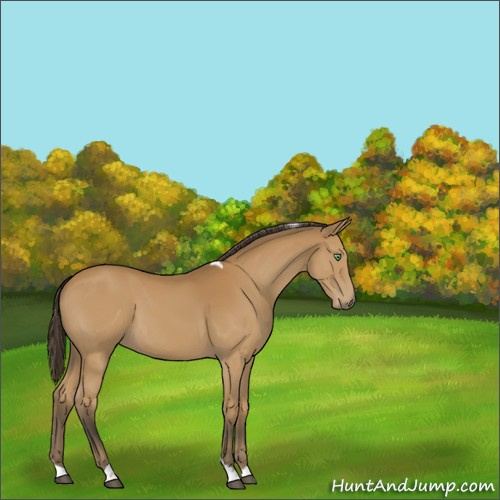 Horse Color:Buckskin Tobiano Rabicano 