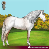 Horse Color:Gray Palomino Rabicano