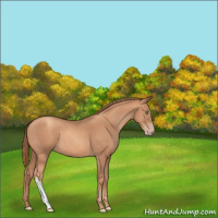 Horse Color:Gold Champagne 