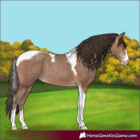 Horse Color:Sable Champagne Tobiano 