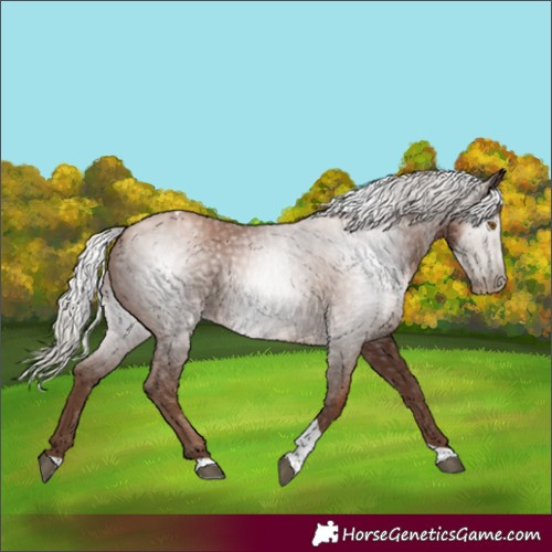 Horse Color:Gray Silver Black Pearl Tobiano