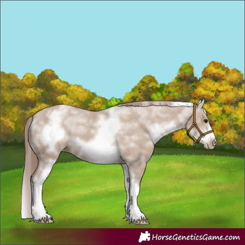 Horse Color:White Spotted Classic Champagne Splash Frame Appaloosa 