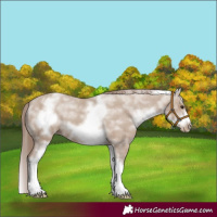 Horse Color:White Spotted Classic Champagne Splash Frame Varnish 