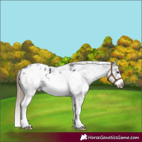 Horse Color:White Spotted Smoky Black Splash Frame Appaloosa 