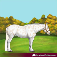 Horse Color:Palomino Roan Appaloosa