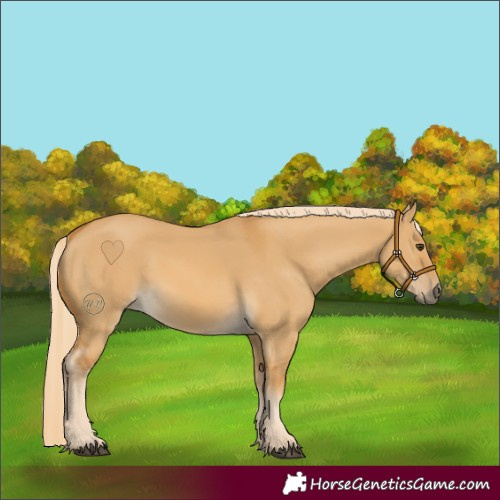 Horse Color:Palomino Dun 