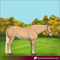 Horse Color:Palomino Dun 