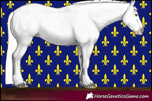 Horse Color:Silver Amber Champagne Roan Dun Splash Tobiano Frame Appaloosa Rabicano 