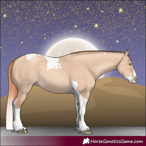 Horse Color:Gold Champagne Dun Splash Tobiano 