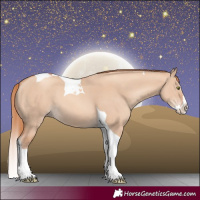 Horse Color:Gold Champagne Dun Splash Tobiano