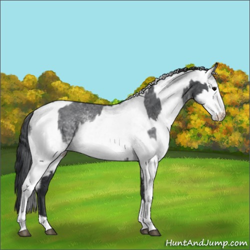 Horse Color:White Spotted Blue Roan Rabicano and White Spotted Blue Roan Rabicano