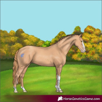 Horse Color:Gold Champagne Splash Tobiano 