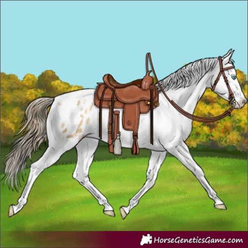 Horse Color:Buckskin Pearl Tobiano Appaloosa 