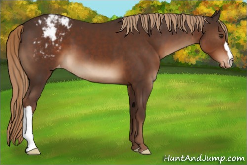 Horse Color:Liver Chestnut Appaloosa 