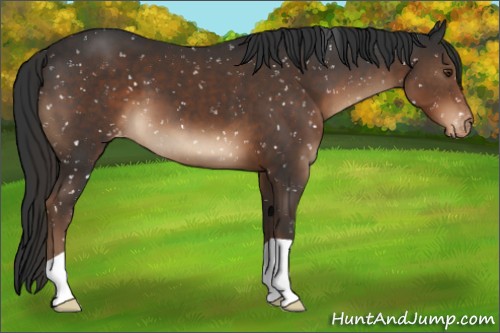 Horse Color:Liver Chestnut Appaloosa 