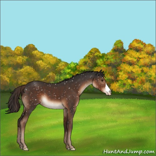 Horse Color:Liver Chestnut Appaloosa 