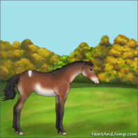 Horse Color:Bay Appaloosa