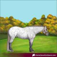 Horse Color:Grullo Roan Near Leopard