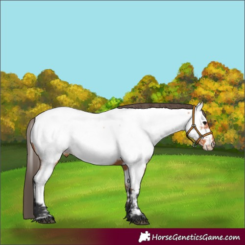 Horse Color:Unknown 