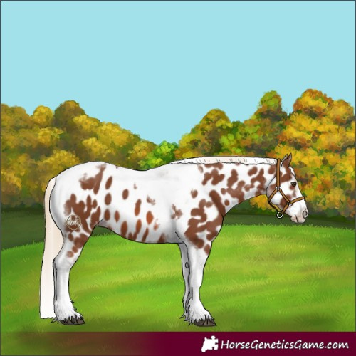 Horse Color:Chestnut Tobiano Frame Appaloosa 