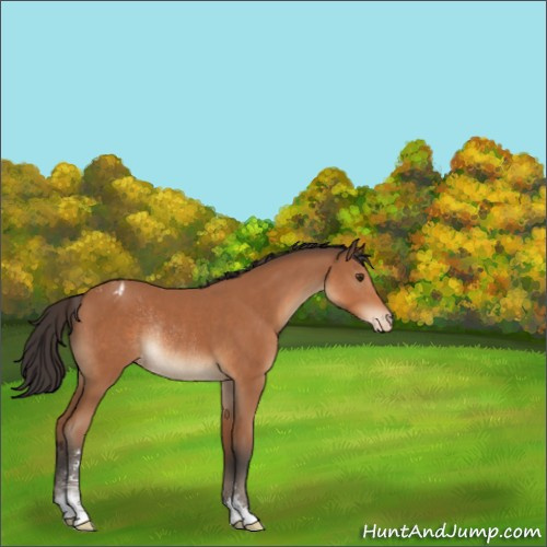 Horse Color:Bay Sabino Appaloosa Rabicano 
