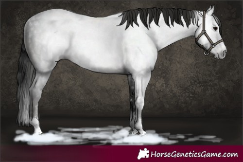 Horse Color:Gray White Spotted Black Sabino Rabicano 