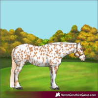 Horse Color:Chestnut Tobiano Appaloosa 