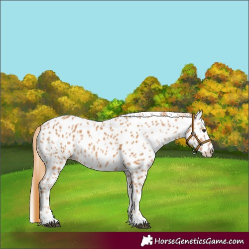 Horse Color:Unknown 