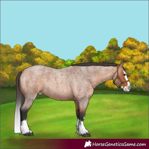 Horse Color:Bay Roan Splash 