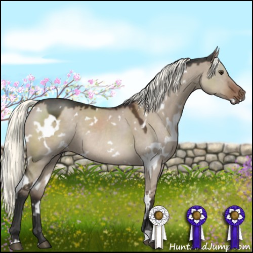 Horse Color:White Spotted Liver Red Dun Mushroom Rabicano 