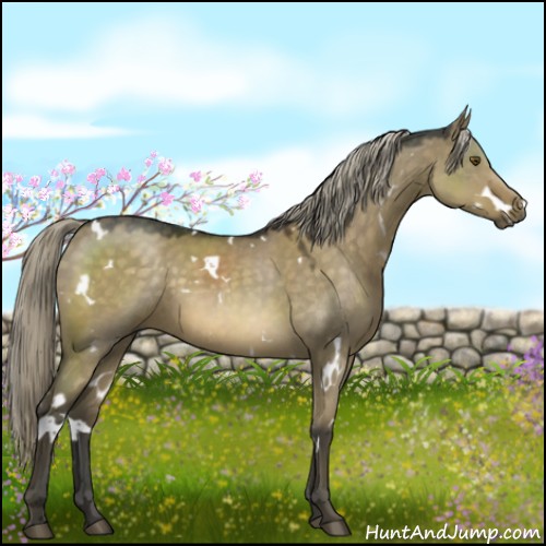 Horse Color:White Spotted Chocolate Palomino Dun Mushroom Sabino Rabicano 