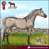 Horse Color:White Spotted Liver Red Dun Mushroom Sabino Rabicano