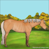 Horse Color:Silver Buckskin Rabicano 
