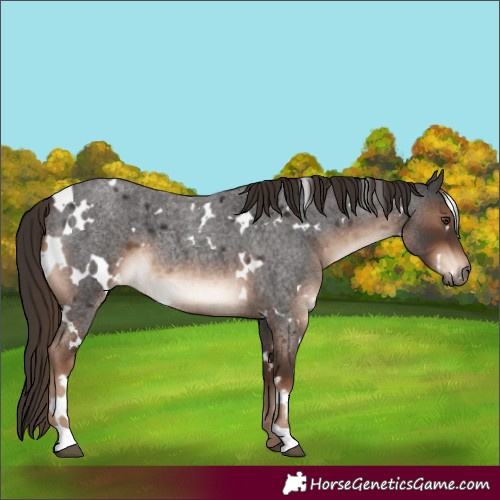 Horse Color:White Spotted Liver Red Roan 