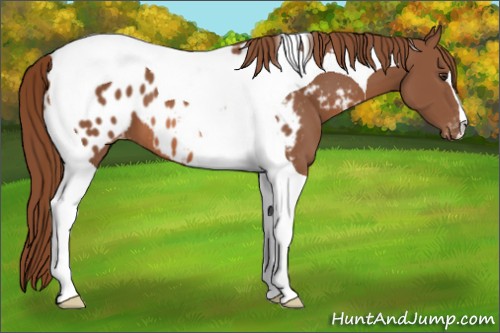 Horse Color:Chestnut Tobiano Appaloosa 