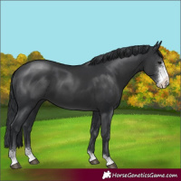 Horse Color:Black Sabino